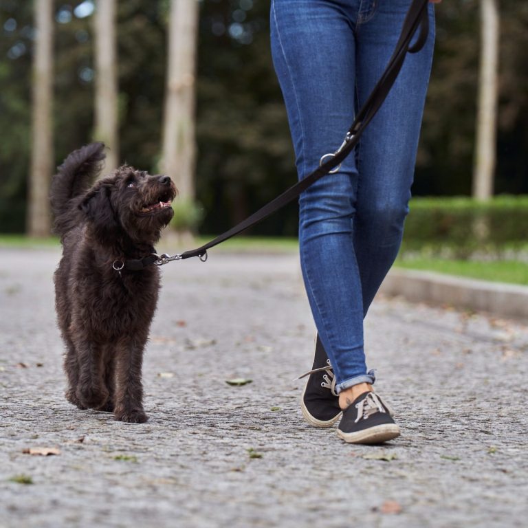 Therapie mit Hund Tiergestützte Therapie Berlin